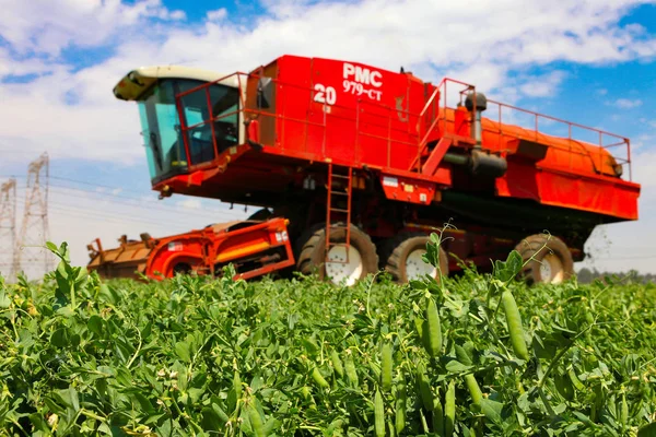 Agricultura comercial de guisantes con una cosechadora — Foto de Stock