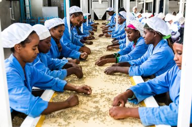 Addis Ababa, Etiyopya - 30 Ocak 2014: Çiğ kahve sıralama ve bir fabrikada işleme çekirdeği