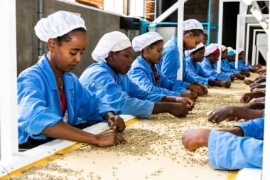 Addis Ababa, Etiyopya - 30 Ocak 2014: Çiğ kahve sıralama ve bir fabrikada işleme çekirdeği