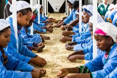 Addis Ababa, Etiyopya - 30 Ocak 2014: Çiğ kahve sıralama ve bir fabrikada işleme çekirdeği