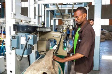 Addis Ababa, Etiyopya - 30 Ocak 2014: Çiğ kahve sıralama ve bir fabrikada işleme çekirdeği