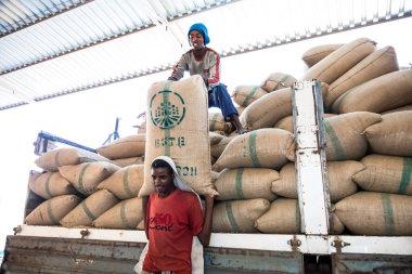 Addis Ababa, Etiyopya - 30 Ocak 2014: erkekler büyük Çantalar dolusu kahve çekirdekleri bir depoda istifleme