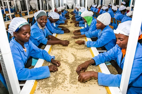 Addis Abeba Etiopie Ledna 2014 Raw Coffee Bean Třídění Zpracování — Stock fotografie