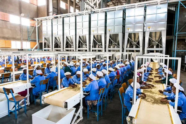Addis Ababa Etiyopya Ocak 2014 Çiğ Kahve Sıralama Bir Fabrikada — Stok fotoğraf