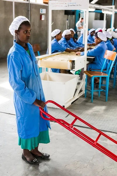 Addis Ababa Etiópia Janeiro 2014 Triagem Processamento Grãos Café Crus — Fotografia de Stock