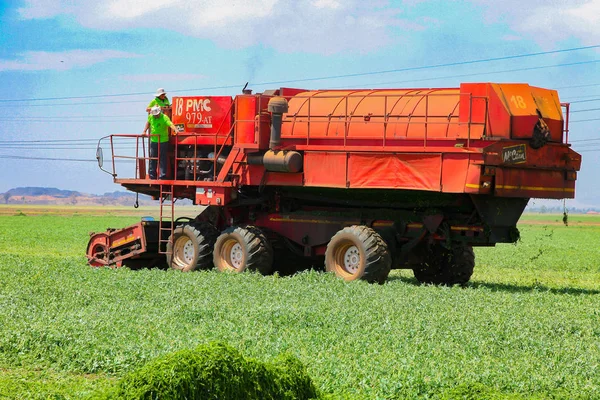 Commerciële Pea landbouw met een Combine Harvester — Stockfoto