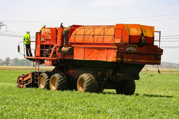 Commerciële Pea landbouw met een Combine Harvester — Stockfoto