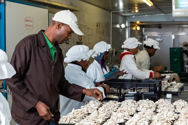 Inside a Commercial Mushroom Farm and packaging facility — Stock Photo, Image