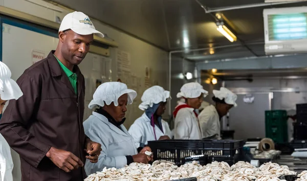 Dentro de uma Fazenda de Cogumelos Comercial e instalações de embalagem — Fotografia de Stock