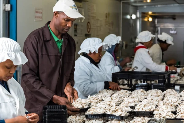 Innerhalb einer kommerziellen Pilzfarm und Verpackungsanlage — Stockfoto