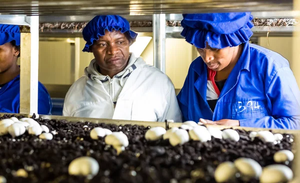 Dentro de uma Fazenda de Cogumelos Comercial e instalações de embalagem — Fotografia de Stock