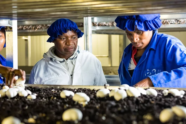 All'interno di una fattoria di funghi commerciali e di un impianto di imballaggio — Foto Stock