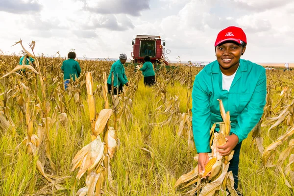 Afrika ticari Mısır tarım