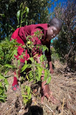 Okul tarım hakkında öğrenme ve tarım çocukları