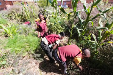 Okul tarım hakkında öğrenme ve tarım çocukları