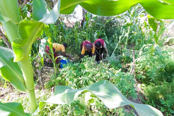 Anak-anak sekolah belajar tentang pertanian dan pertanian — Stok Foto