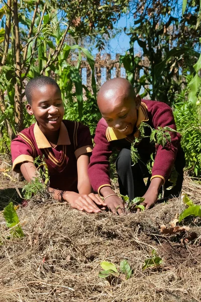 Dzieci w wieku szkolnym uczenia się rolnictwo i hodowla — Zdjęcie stockowe