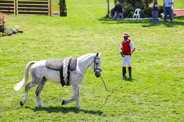 Exibição equestre de saltos e cavalgadas — Fotografia de Stock