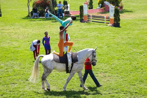 Exibição equestre de saltos e cavalgadas — Fotografia de Stock