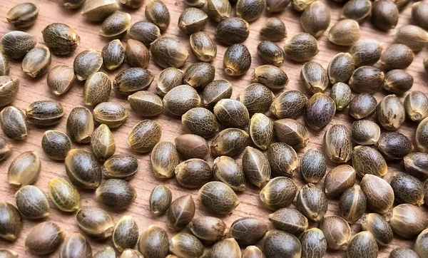 Macro Close Up of Cannabis Sementes de cânhamo — Fotografia de Stock