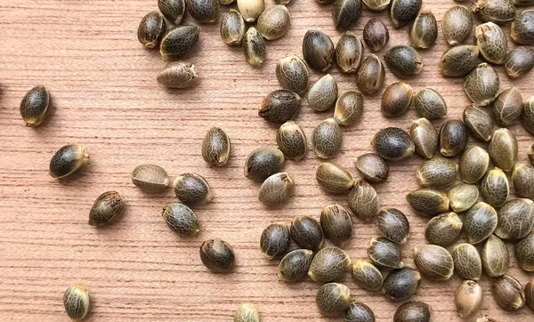 Macro Close Up of Cannabis Sementes de cânhamo — Fotografia de Stock