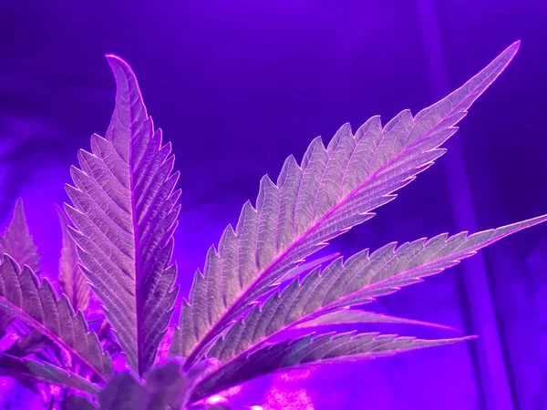Indoor-Cannabis, das rosa und lila Blätter anbaut — Stockfoto