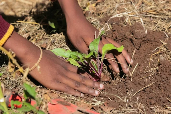 Close up van een Afrikaans kind handen groenten te planten in de bodem — Stockfoto