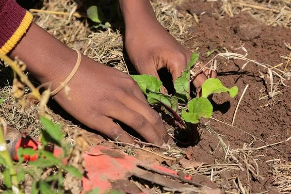 Zbliżenie na dziecko z Afryki ręce sadzenia warzyw w glebie — Zdjęcie stockowe