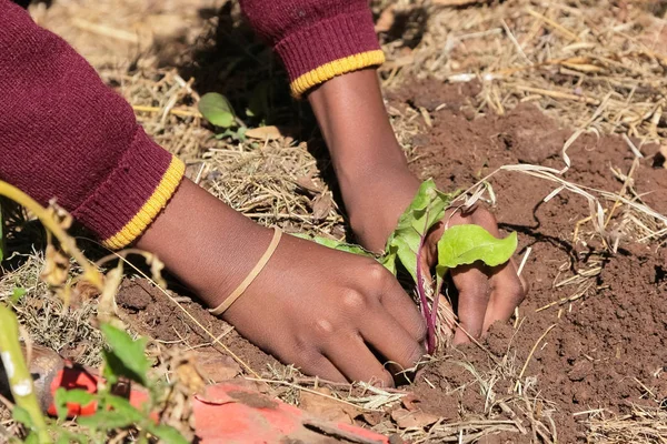 Närbild av afrikanska barn händer plantera grönsaker i jord — Stockfoto