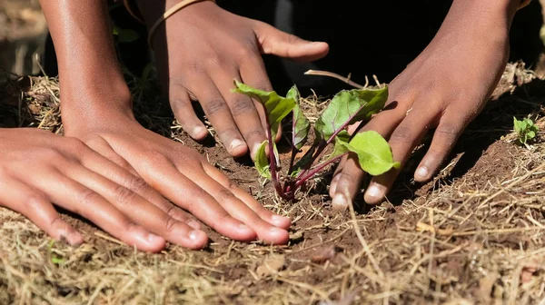 Primo piano di mani di bambini africani che piantano verdure nel terreno — Foto Stock