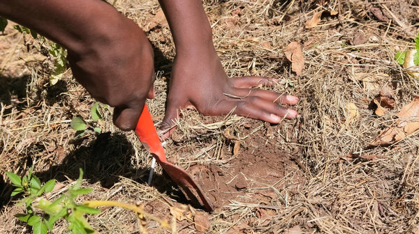 Close up of African child hands planting vegetables in soil
