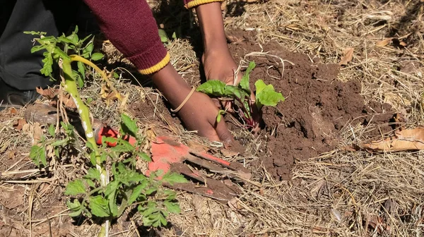 Närbild av afrikanska barn händer plantera grönsaker i jord — Stockfoto