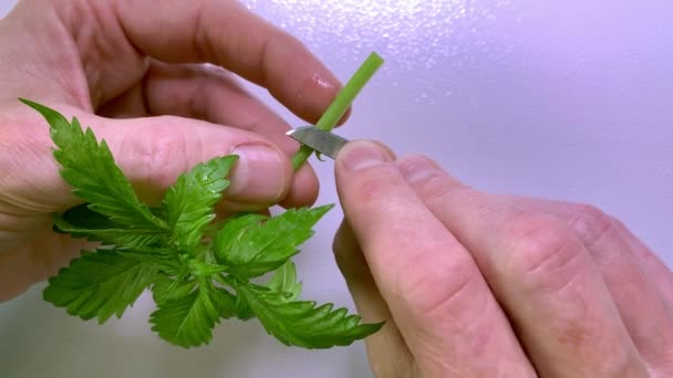 Kaukasische Handen Snijden Een Cannabis Marihuana Kloon — Stockvideo
