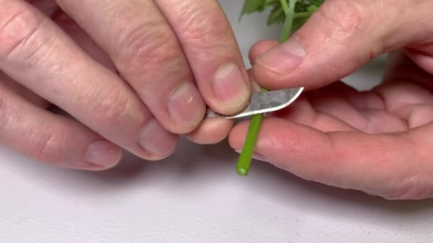 Caucasian Hands Cutting Cannabis Marijuana Clone — Stock Video