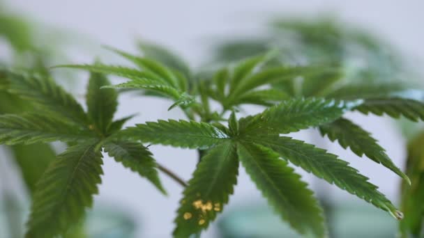 Zavřít Pomalý Pohyb Voda Stříkající Cannabis Marihuanové Listí — Stock video