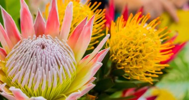 Cape Town Güney Af Fynbos gelen parlak renkli Kral Protea