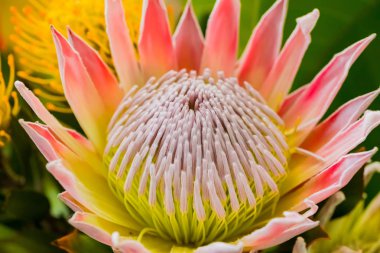 Cape Town Güney Af Fynbos gelen parlak renkli Kral Protea