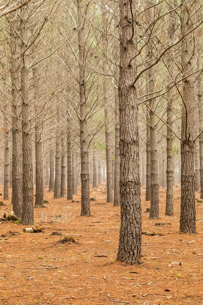 Piantagione della Pineta in una mattina nebbiosa a Città del Capo — Foto Stock