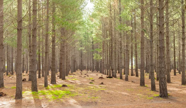 Kiefernwald-Plantage an einem nebligen Morgen in Kapstadt — Stockfoto