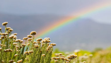 Gökkuşağı ve yağmur damlaları güneşli bir günde Fynbos çiçekleri ile 