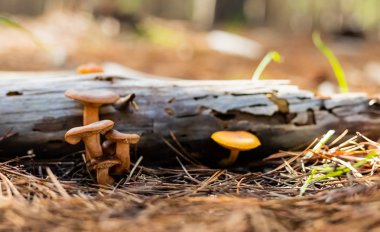 Tokai Forest C 'de bir çam ormanı tarlasında yakın çekim mantarları