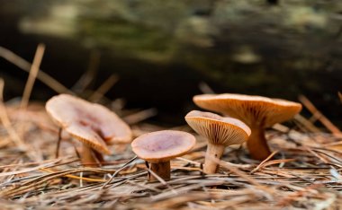 Tokai Forest C 'de bir çam ormanı tarlasında yakın çekim mantarları