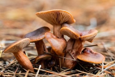 Tokai Forest C 'de bir çam ormanı tarlasında yakın çekim mantarları