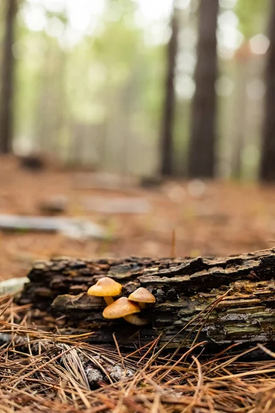 Funghi ravvicinati in una piantagione di pineta nella foresta di Tokai C — Foto Stock