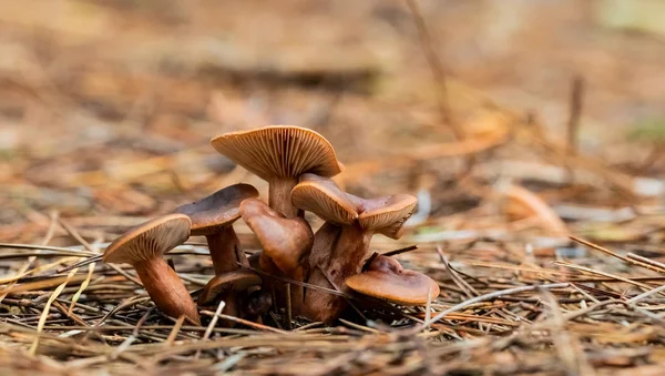 Tokai Forest C 'de bir çam ormanı tarlasında yakın çekim mantarları