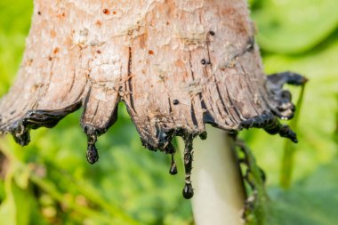 Shaggy Mane Yabani yenilebilir mantar bir ülke çayırda büyüyor