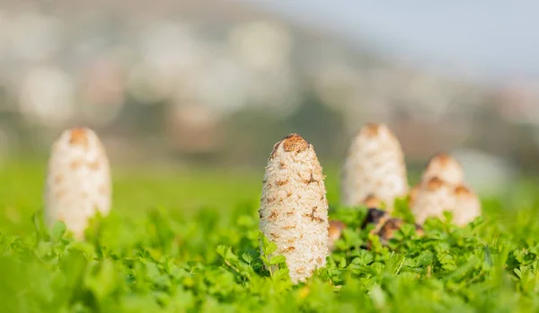 Шагги Гриб Дикий съедобный гриб растет на деревенском лугу — стоковое фото
