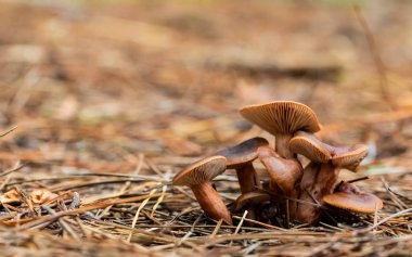 Tokai Forest C 'de bir çam ormanı tarlasında yakın çekim mantarları