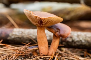 Tokai Forest C 'de bir çam ormanı tarlasında yakın çekim mantarları