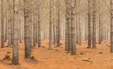Cape Town 'da puslu bir sabah çam ormanı tarlası